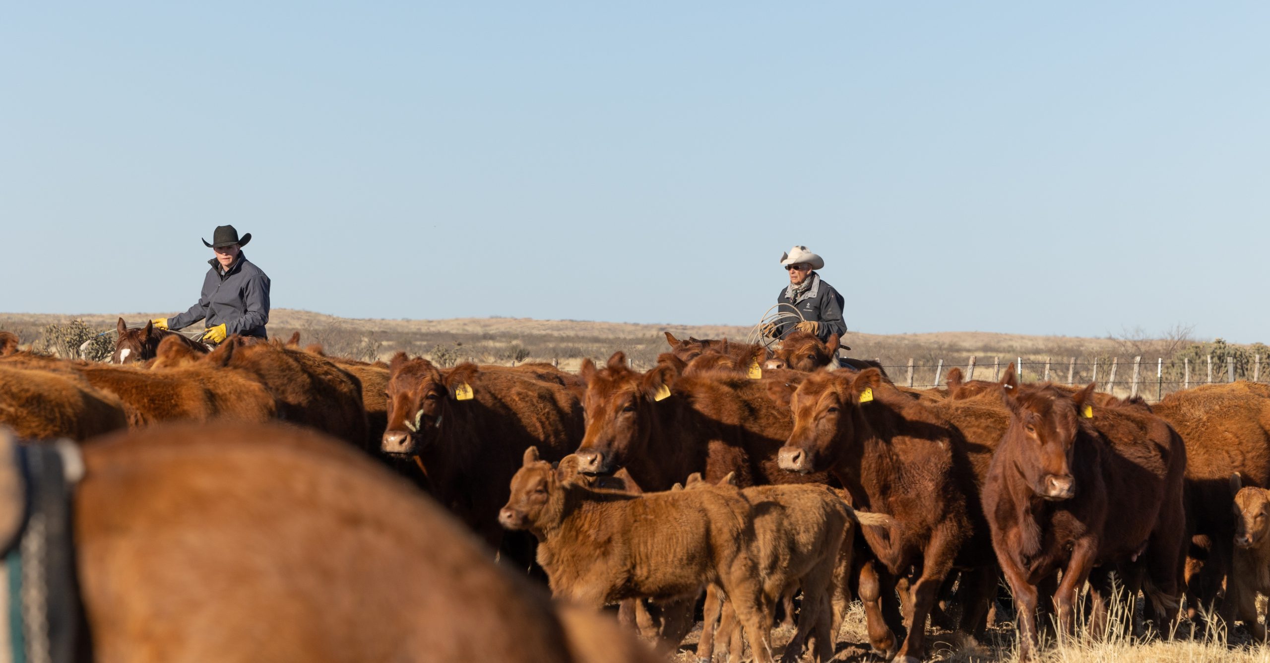 State Brands - Cowboys working cattle herd