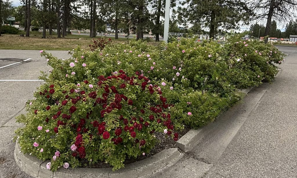ISP Corporal Linda Huff Memorial Garden after revitalization.